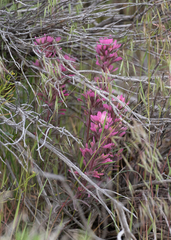 Castilleja angustifolia