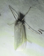 Rupela tinctella