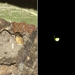 Lamprohiza mulsantii