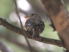 Empidonax fulvifrons
