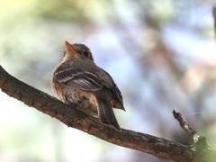Empidonax fulvifrons
