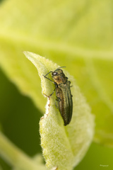 Agrilus viridis