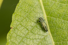 Agrilus viridis