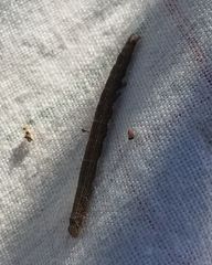 Catocala muliercula