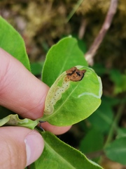 Aulagromyza hendeliana