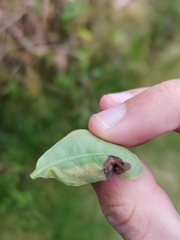 Aulagromyza hendeliana