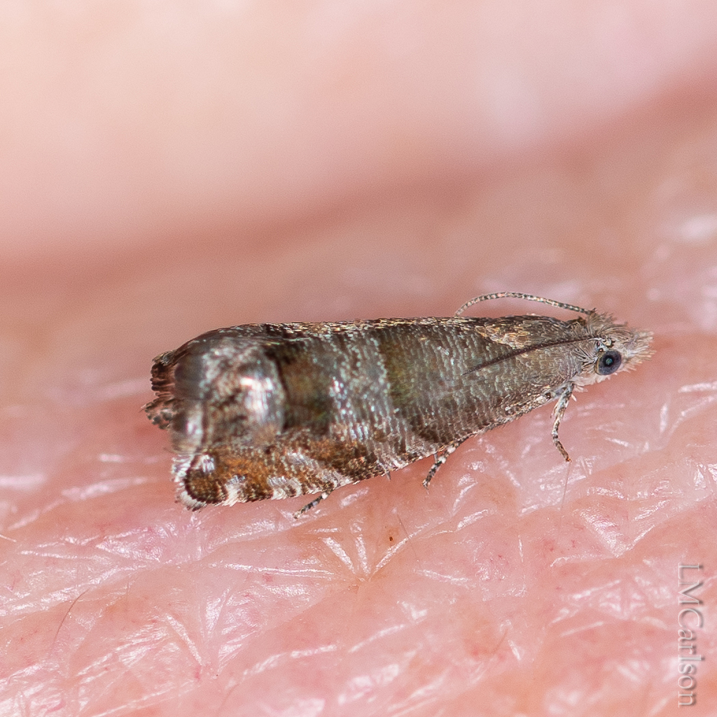 Southern Pine Catkinworm Moth