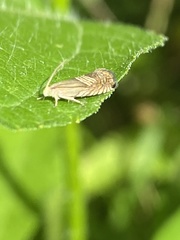 Grapholita delineana