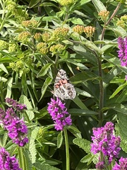 Vanessa virginiensis