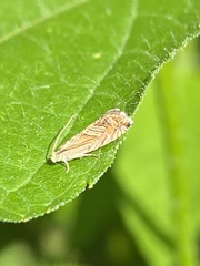Grapholita delineana