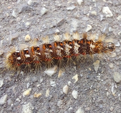 Acronicta rumicis