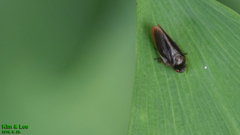 Eoscarta assimilis