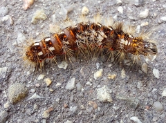 Acronicta rumicis