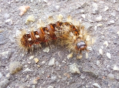 Acronicta rumicis