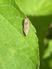 Grapholita delineana