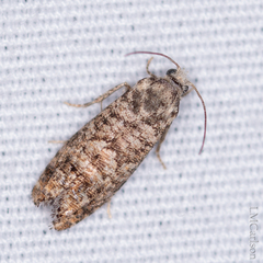 Retinia gemistrigulana