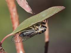 Platypedia putnami