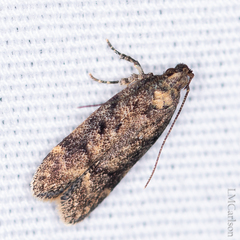 Chionodes formosella