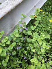 Glechoma hederacea