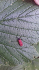 Pyropterus nigroruber