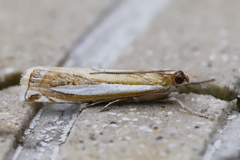 Crambus praefectellus
