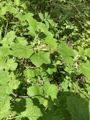 Ribes viscosissimum
