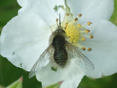 Bombylius minor