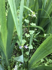 Glechoma hederacea