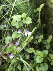 Glechoma hederacea