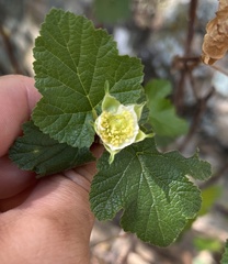 Rubus neomexicanus