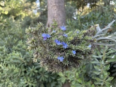 Echium