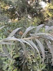 Echium