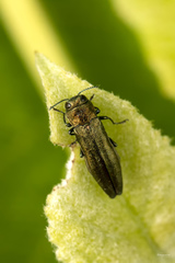 Agrilus viridis