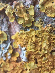Xanthoria parietina
