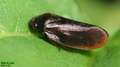 Eoscarta assimilis
