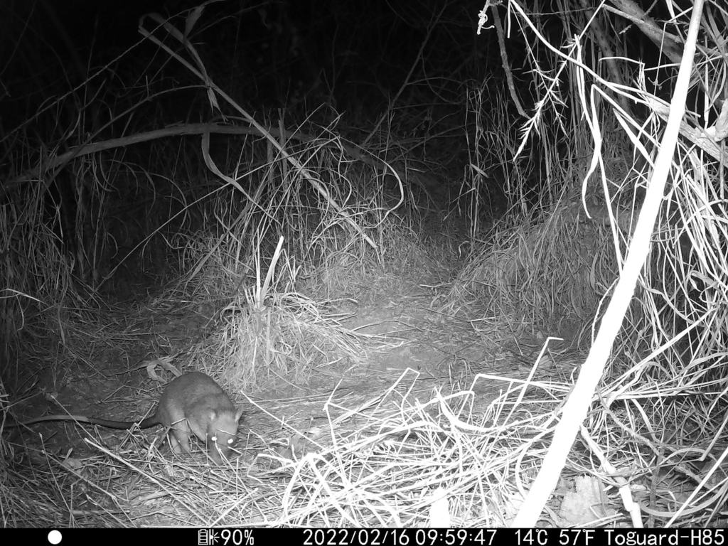Rat géant à poche du Nord (Cricetomys gambianus)