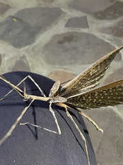 Bactrododema tiaratum