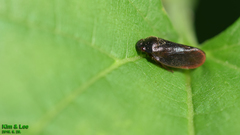 Eoscarta assimilis