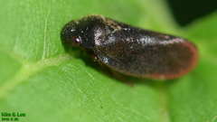 Eoscarta assimilis