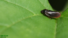 Eoscarta assimilis