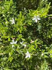 Philotheca difformis