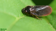 Eoscarta assimilis