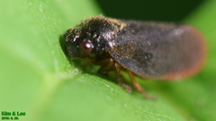 Eoscarta assimilis