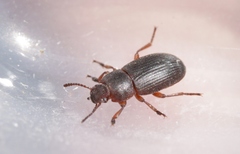 Blapstinus discolor