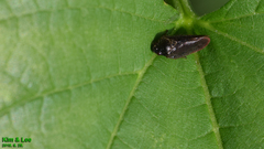 Eoscarta assimilis