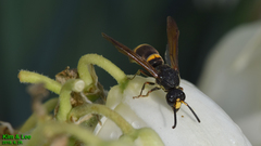 Orancistrocerus drewseni