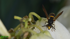 Orancistrocerus drewseni