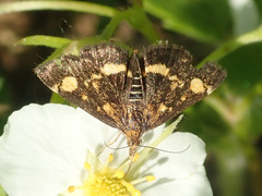 Pyrausta aurata