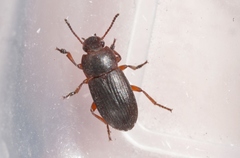 Blapstinus discolor