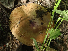 Paxillus ammoniavirescens